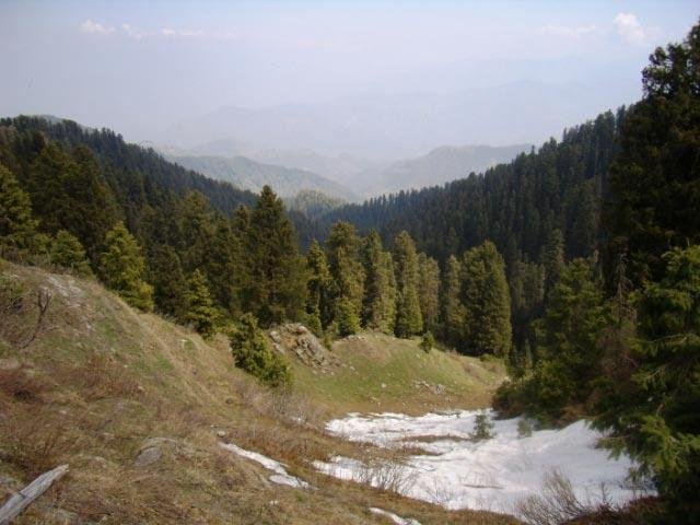 Hidden pine forest trail during an offbeat stay in Dalhousie