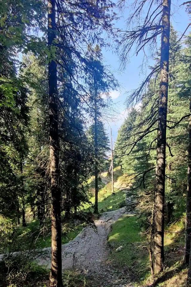 Nature trail surrounded by pine forests during a peaceful stay in Dalhousie