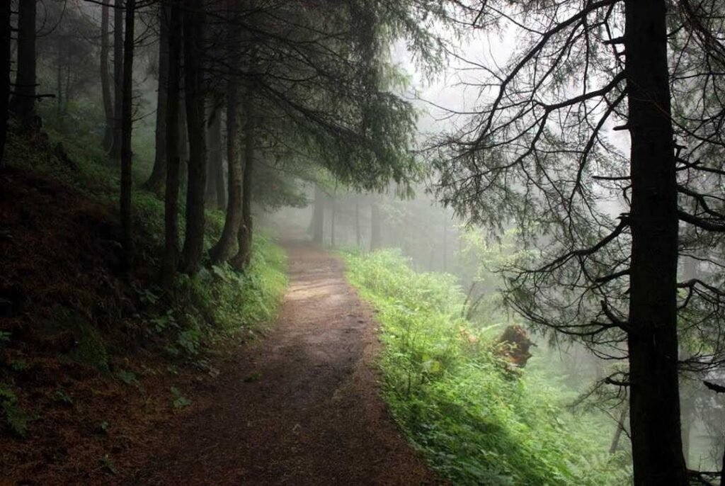 Pine and deodar forest trail in Dalhousie during autumn with colorful foliage.