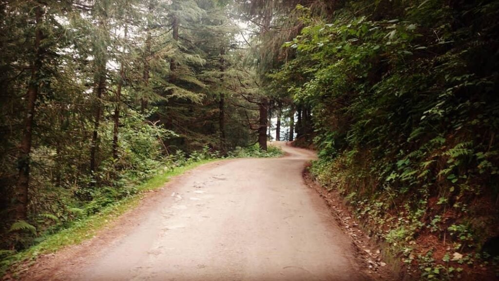 Deodar forest trail in Kalatop Wildlife Sanctuary during monsoon