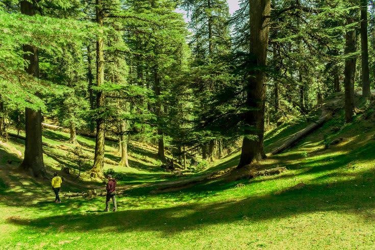 Forest trail through Kalatop Wildlife Sanctuary during a trek in Chamba district