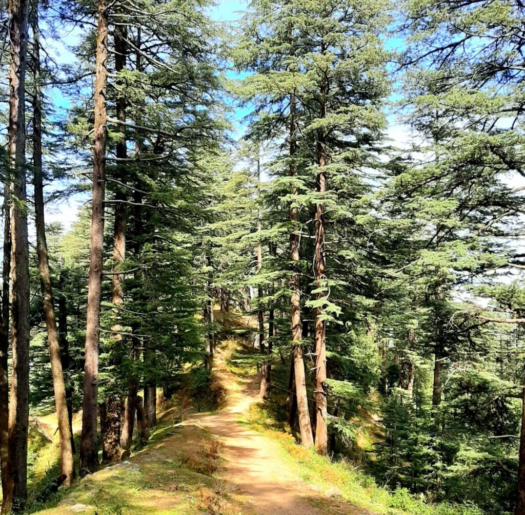 Pine forest walking trail highlighting fresh mountain air benefits in Dalhousie