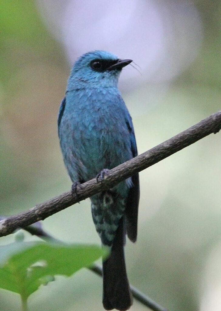 Verditer Flycatcher perched on a branch in the forests around Dalhousie