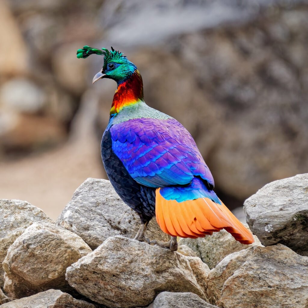 Himalayan monal in the forest habitat of Kalatop Wildlife Sanctuary